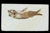 Bargain, Fossil Fish (Knightia) - Wyoming #104609-1